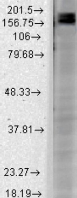 SHANK2 Antibody (N23b/6), Novus Biologicals:Antibodies:Primary Antibodies